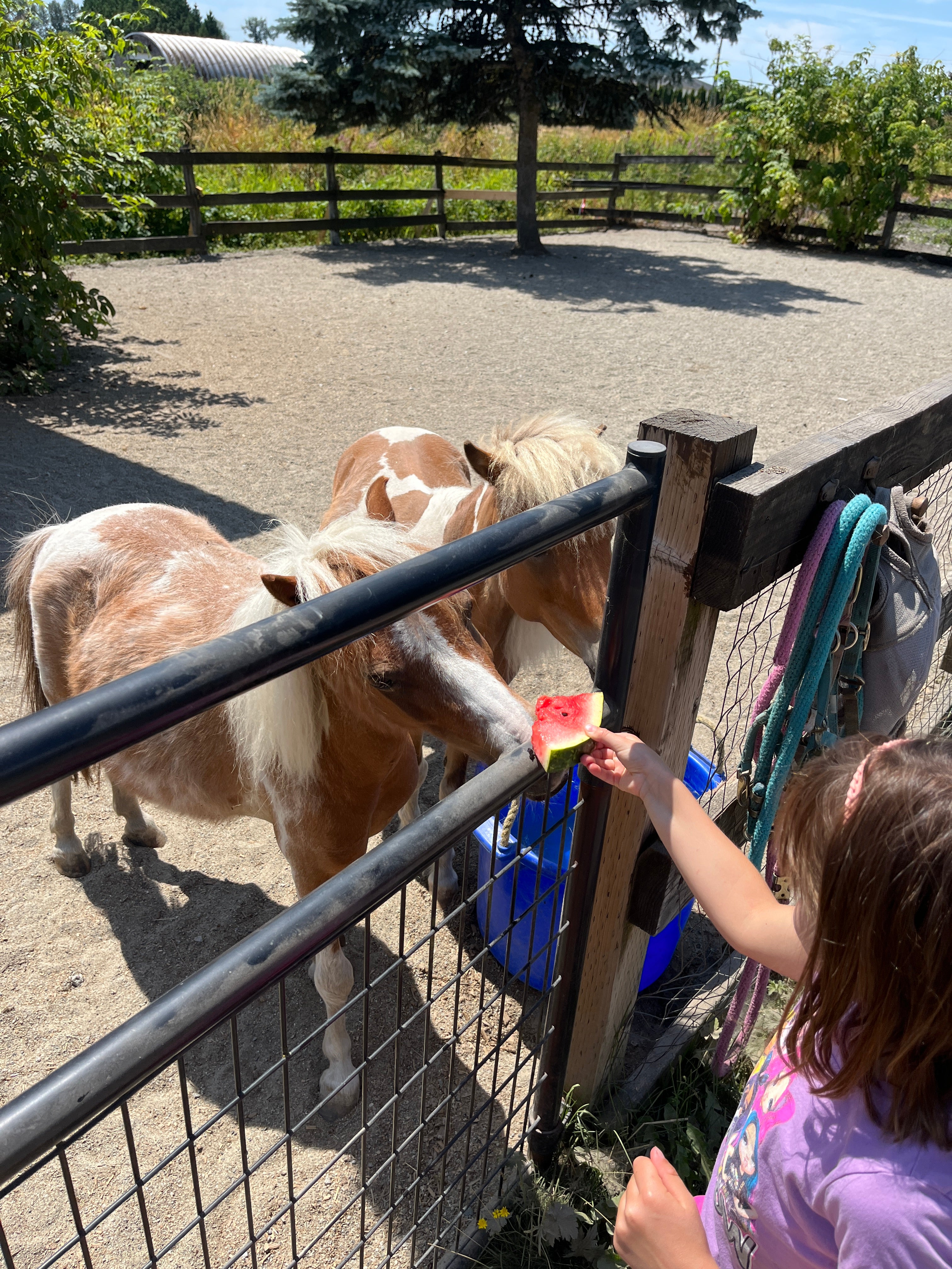Lashmar Runch The Ranch – Lashmar Ranch Co