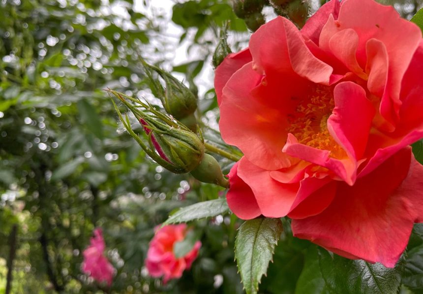 PHOTO-2023-07-12-07-20-04